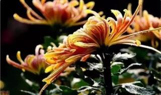 一朵花开百花杀 一朵花开百花杀